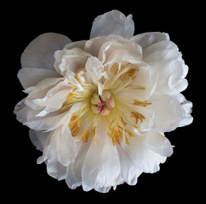 FVP- Faded Coral Peony