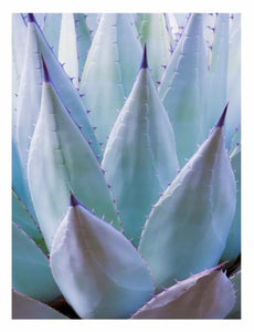 NEW MEXICAN AGAVE