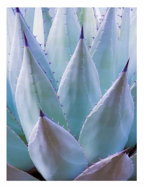 NEW MEXICAN AGAVE